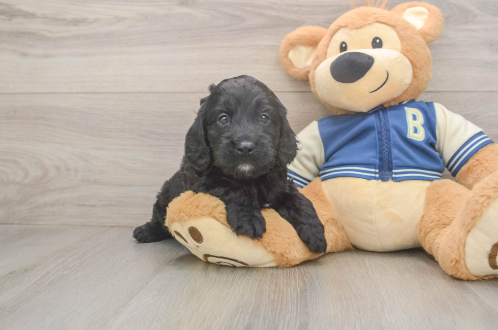 5 week old Cockapoo Puppy For Sale - Simply Southern Pups