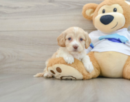 7 week old Cockapoo Puppy For Sale - Simply Southern Pups