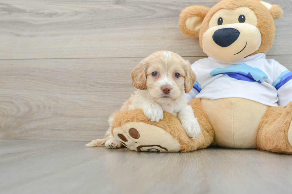 5 week old Cockapoo Puppy For Sale - Simply Southern Pups