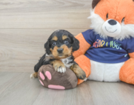 8 week old Cockapoo Puppy For Sale - Simply Southern Pups