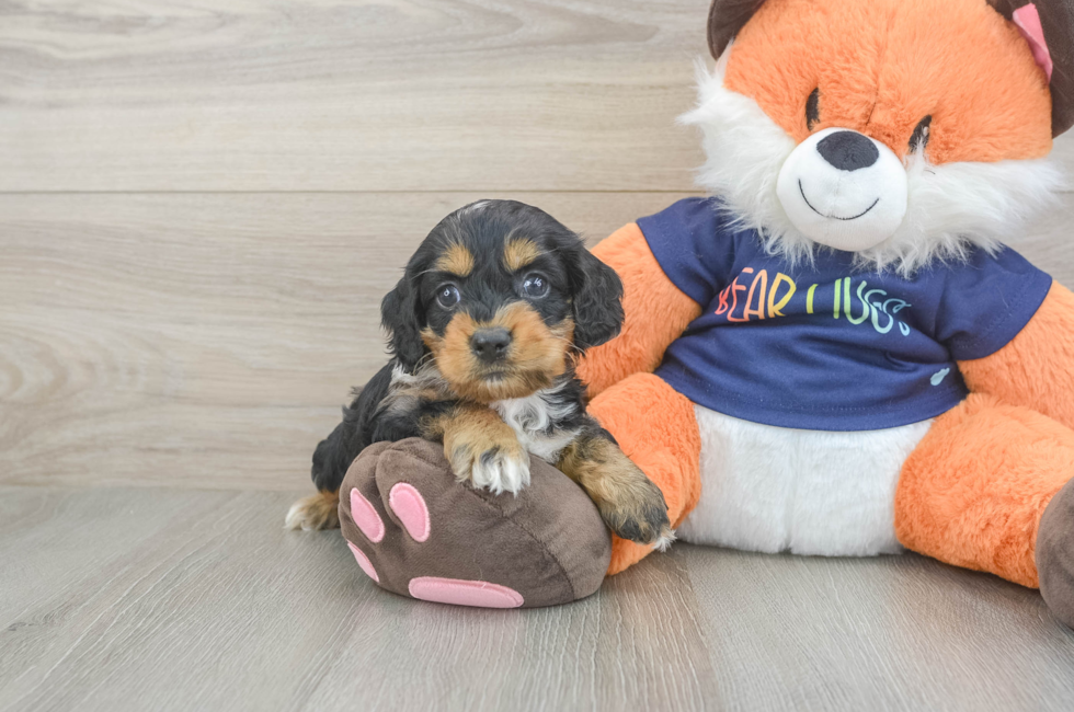 5 week old Cockapoo Puppy For Sale - Simply Southern Pups