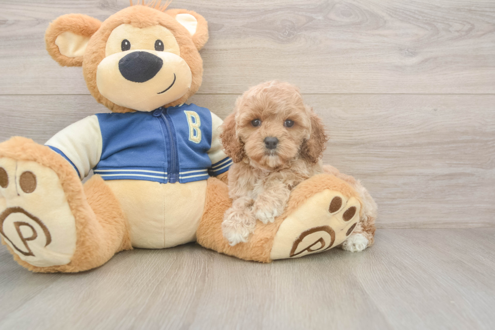 Cockapoo Puppy for Adoption