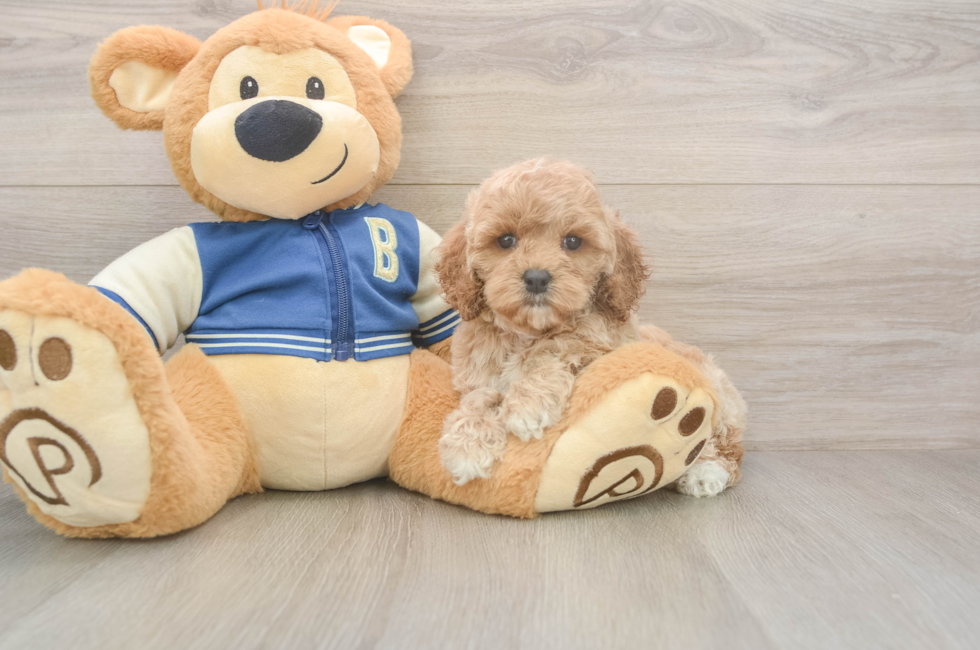 6 week old Cockapoo Puppy For Sale - Simply Southern Pups