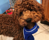 Cockapoo Puppies For Sale Simply Southern Pups