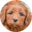 Cockapoo Puppies For Sale - Simply Southern Pups