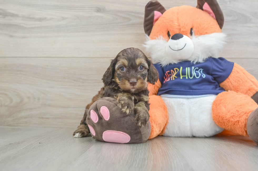 5 week old Cockapoo Puppy For Sale - Simply Southern Pups