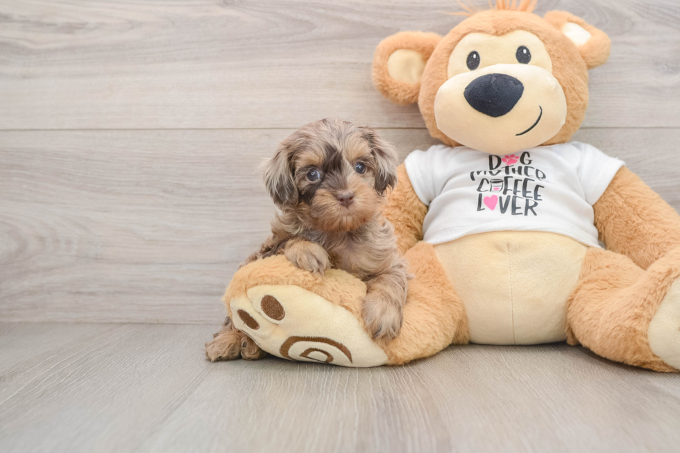 Smart Cockapoo Poodle Mix Pup