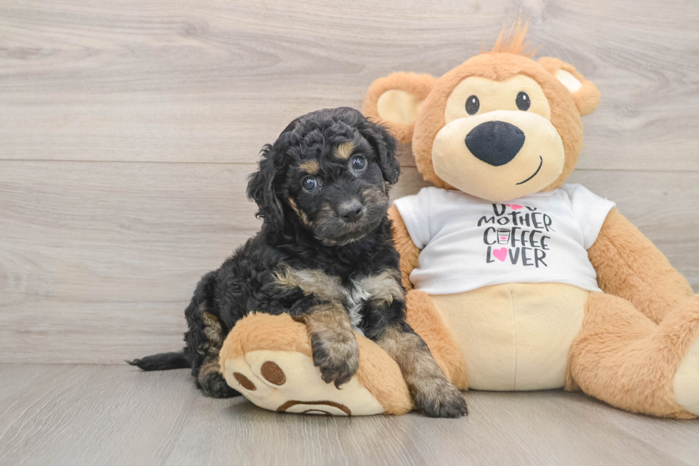 Cute Cockapoo Baby