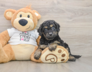 7 week old Cockapoo Puppy For Sale - Simply Southern Pups