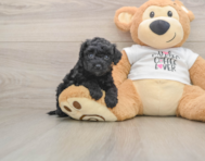 5 week old Cockapoo Puppy For Sale - Simply Southern Pups