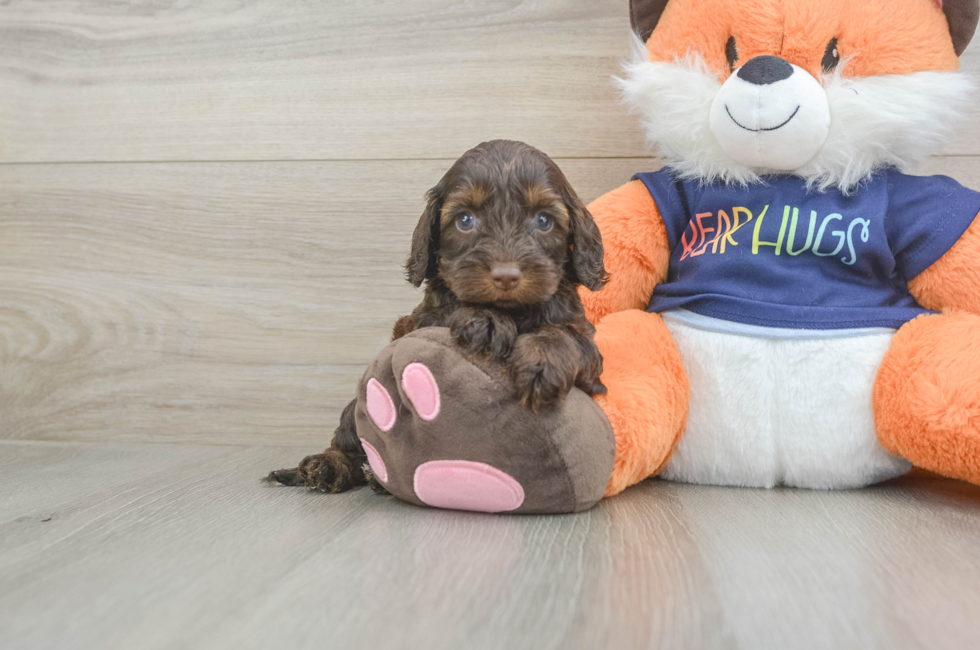 5 week old Cockapoo Puppy For Sale - Simply Southern Pups
