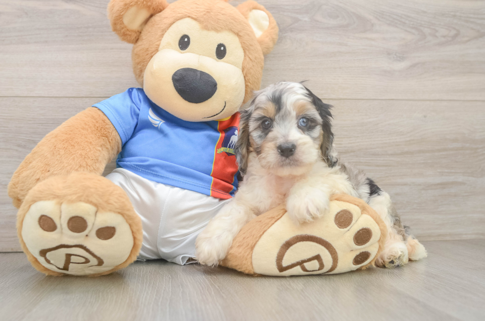 6 week old Cockapoo Puppy For Sale - Simply Southern Pups