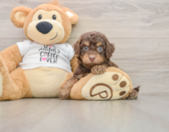 7 week old Cockapoo Puppy For Sale - Simply Southern Pups