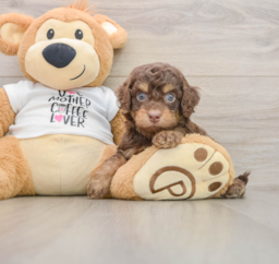 8 week old Cockapoo Puppy For Sale - Simply Southern Pups
