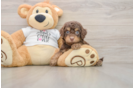 Best Cockapoo Baby