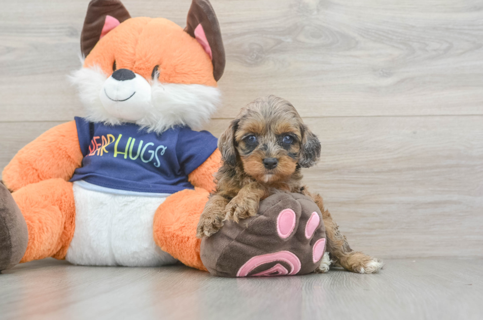 5 week old Cockapoo Puppy For Sale - Simply Southern Pups