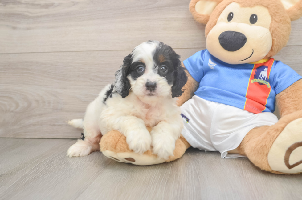 6 week old Cockapoo Puppy For Sale - Simply Southern Pups