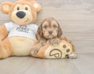 5 week old Cockapoo Puppy For Sale - Simply Southern Pups