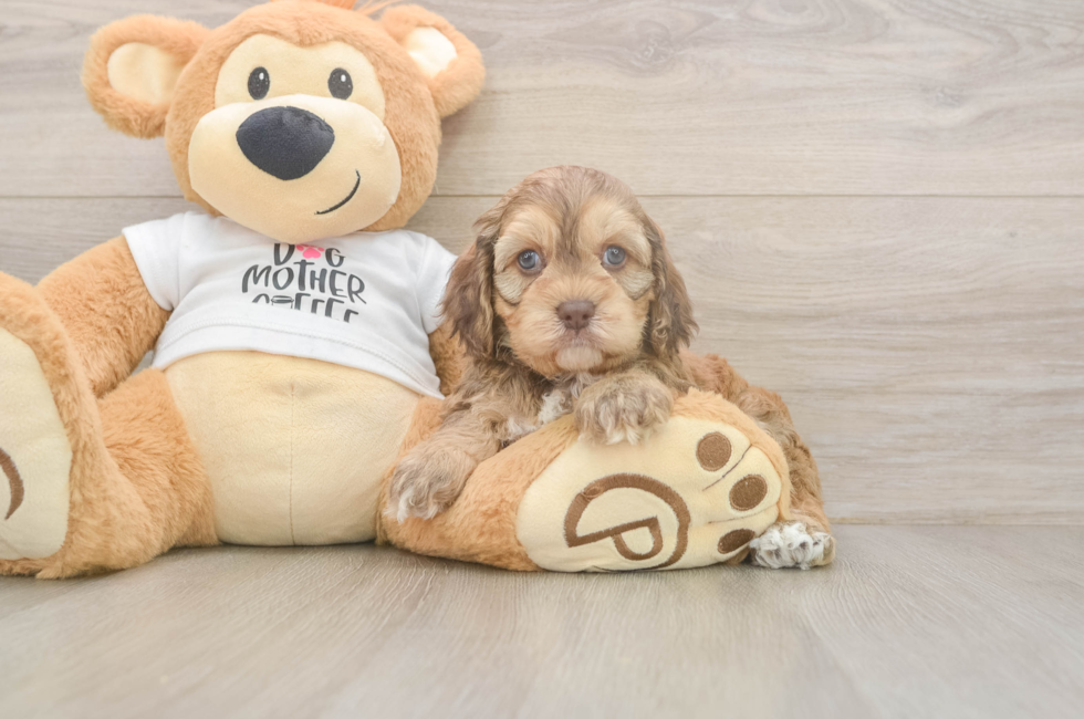 5 week old Cockapoo Puppy For Sale - Simply Southern Pups