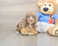 7 week old Cockapoo Puppy For Sale - Simply Southern Pups