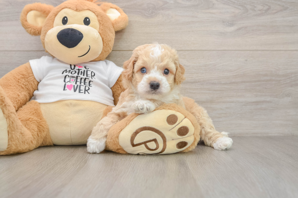 Fluffy Cockapoo Poodle Mix Pup