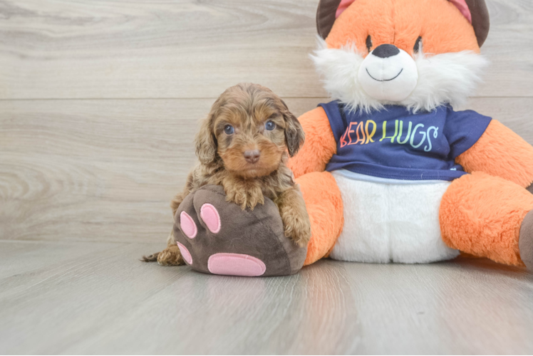 Cockapoo Puppy for Adoption