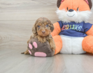 9 week old Cockapoo Puppy For Sale - Simply Southern Pups