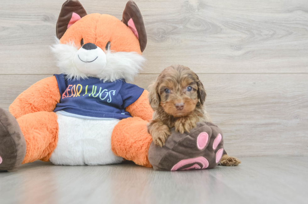5 week old Cockapoo Puppy For Sale - Simply Southern Pups