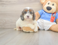 8 week old Cockapoo Puppy For Sale - Simply Southern Pups