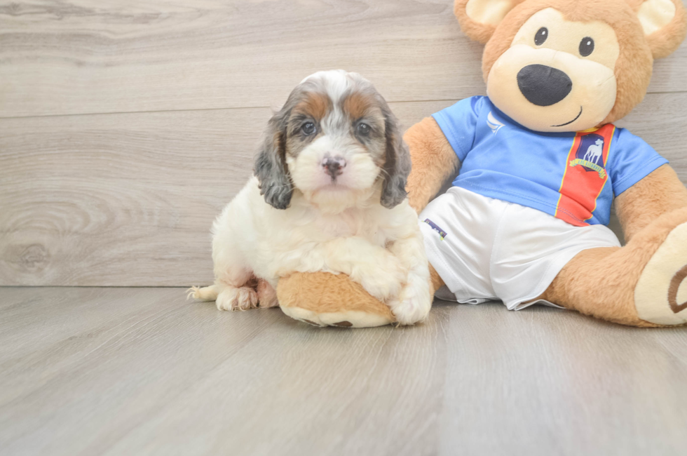 6 week old Cockapoo Puppy For Sale - Simply Southern Pups