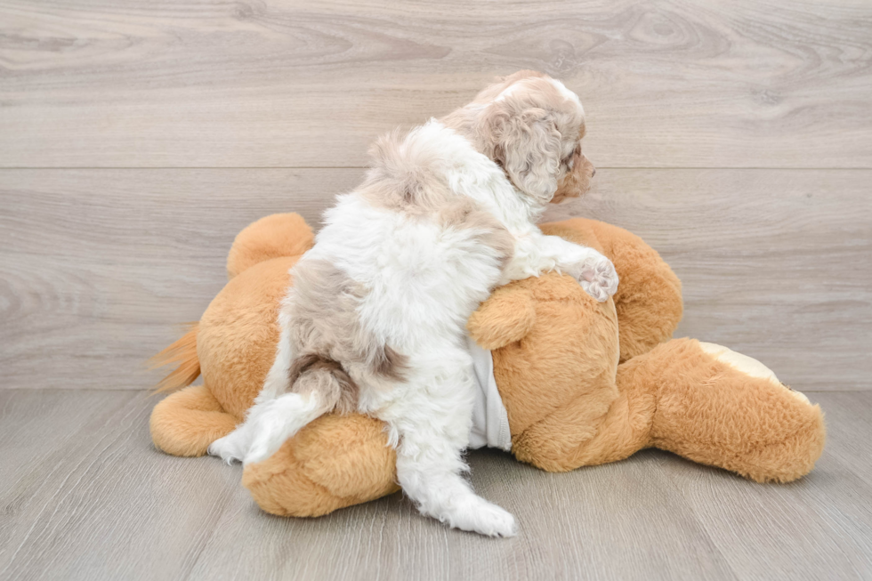 Cockapoo Pup Being Cute