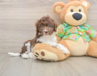 5 week old Cockapoo Puppy For Sale - Simply Southern Pups