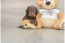 Best Cockapoo Baby