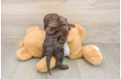Best Cockapoo Baby