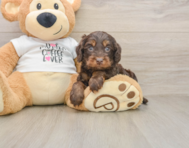5 week old Cockapoo Puppy For Sale - Simply Southern Pups
