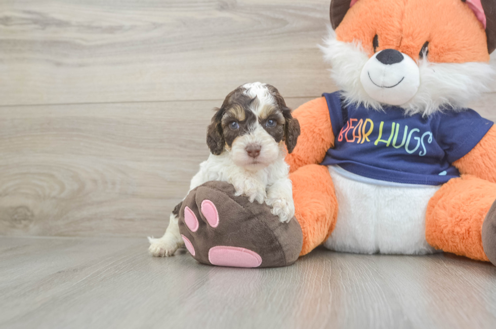 5 week old Cockapoo Puppy For Sale - Simply Southern Pups