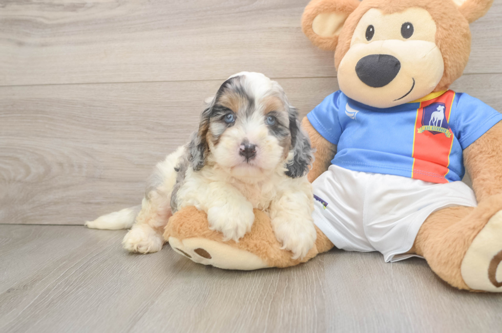 6 week old Cockapoo Puppy For Sale - Simply Southern Pups