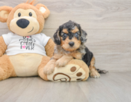 7 week old Cockapoo Puppy For Sale - Simply Southern Pups