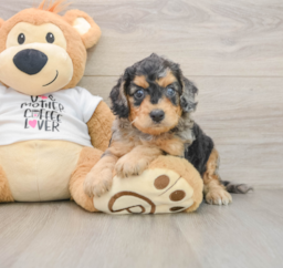 8 week old Cockapoo Puppy For Sale - Simply Southern Pups