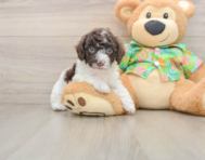 5 week old Cockapoo Puppy For Sale - Simply Southern Pups