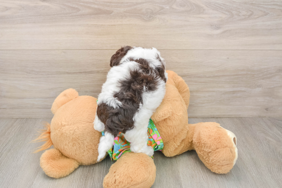 Best Cockapoo Baby