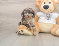 5 week old Cockapoo Puppy For Sale - Simply Southern Pups