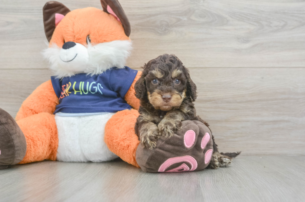 5 week old Cockapoo Puppy For Sale - Simply Southern Pups