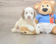 7 week old Cockapoo Puppy For Sale - Simply Southern Pups