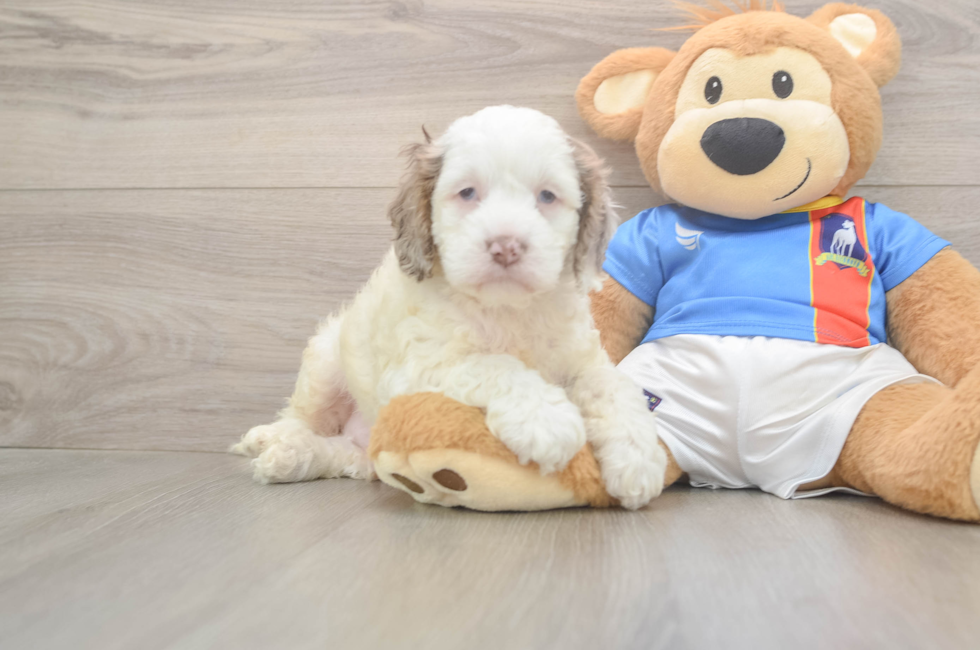 7 week old Cockapoo Puppy For Sale - Simply Southern Pups