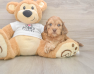 5 week old Cockapoo Puppy For Sale - Simply Southern Pups