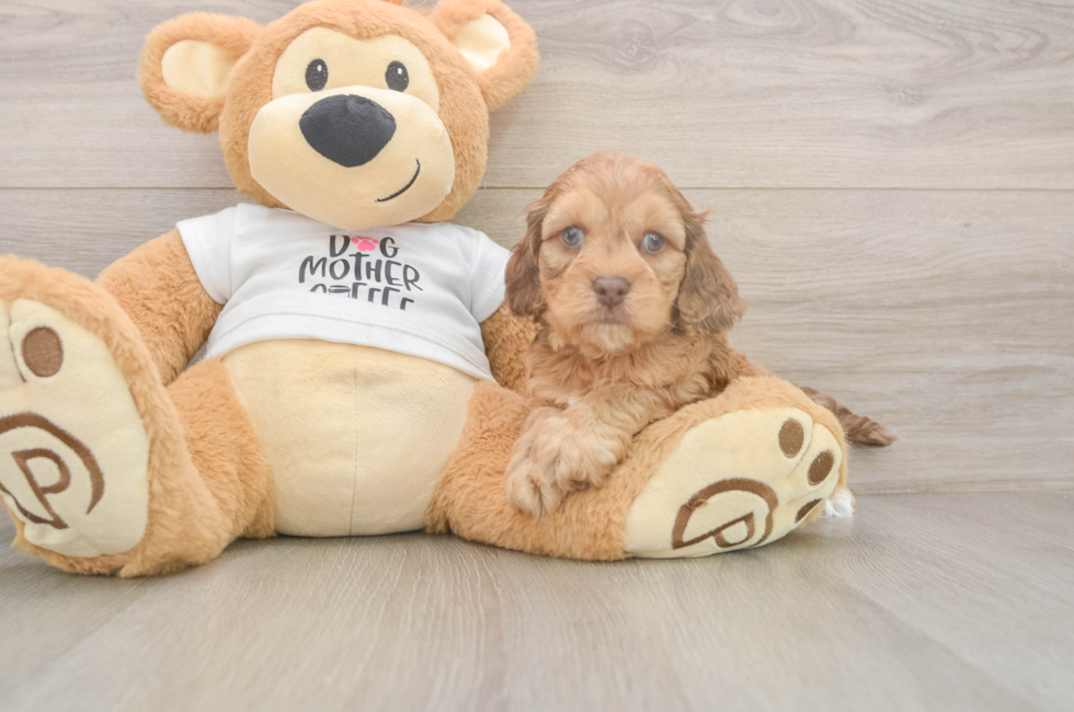 5 week old Cockapoo Puppy For Sale - Simply Southern Pups