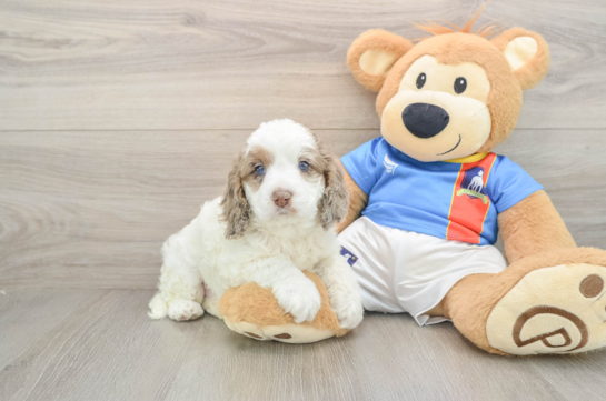 Energetic Cocker Doodle Poodle Mix Puppy