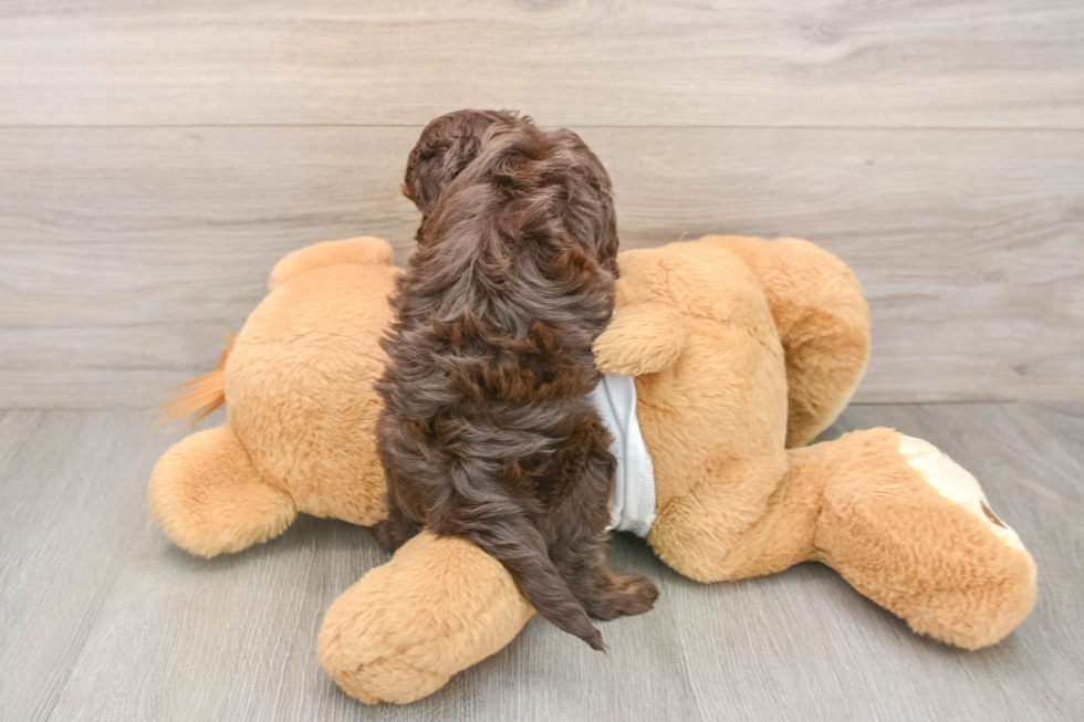 Cockapoo Puppy for Adoption