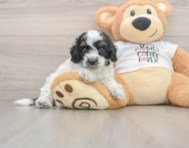 7 week old Cockapoo Puppy For Sale - Simply Southern Pups